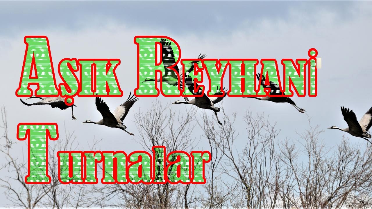 Aşık REYHANİ (Varın Turnalar plak kaydi)