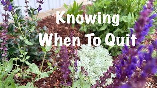 Day 3🌿Artemisia + Decisions💬30 Days Transforming My Garden🍃Ep110