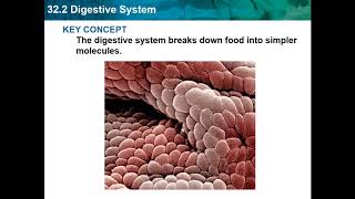 Bio CH 32 - Digestive and Excretory Systems