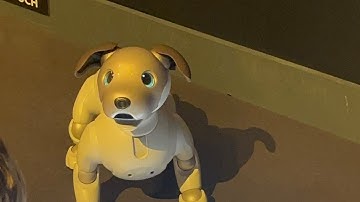 Aibo Robot dog in action part 2