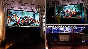 Về thăm HỒ CÁ ĐĨA "ĐỈNH NHẤT VIỆT NAM" tại Vũng Tàu - CHẠY DRUM FILTER & LỌC PUREGREEN