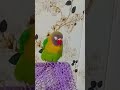 love bird 🕊️