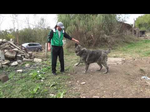 Video: COMPORTAMENT AL MÂNCĂRII