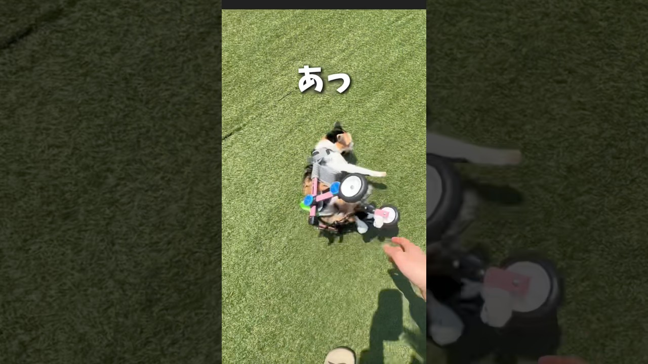3ぴきの毎日ルーティン　#三毛猫 #ハンデキャップはチャームポイント