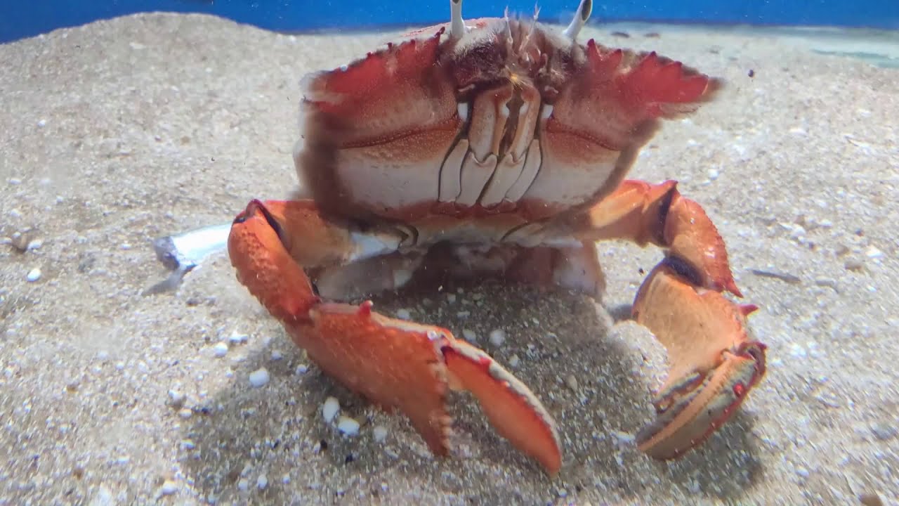 Spanner crab in AQUA WORLD [Fish Exhibition Kanyakumari] 