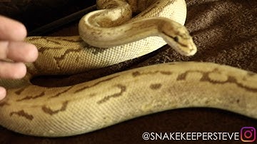 SPIDER SUPERSTRIPE BALL PYTHON & THE SPIDER GENE