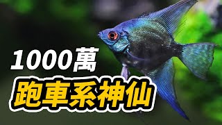 新時代跑車系萌寵吃飯吃到啾啾叫的藍寶堅尼神仙魚CC字幕