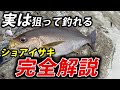 【完全解説】実はルアーでガンガン釣れて激うま！ショアから狙うイサキの釣り方・おすすめルアー徹底解説