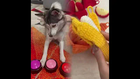 The hesitation she had to answer the question 😂😂video #doglover #dogs #smartdog #pets #truthordar