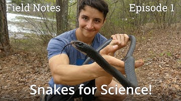 Catching Snakes for Science: Introducing My Research Project! (Field Notes Ep. 1)