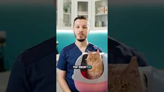 Diarrhea? Vomiting? Lethargy? Your cat could be battling Giardia.