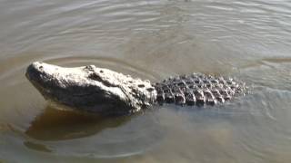 Gators bellowing