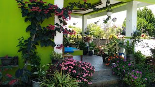 ARRANGING ORNAMENTAL PLANTS ON THE HOME TERRACE