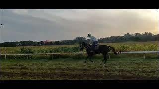 story wa kuda indonesia
