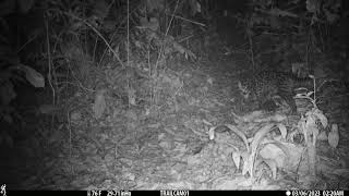 Ocelot captured on a camera trap in Drake Bay, Costa Rica – March 6, 2023