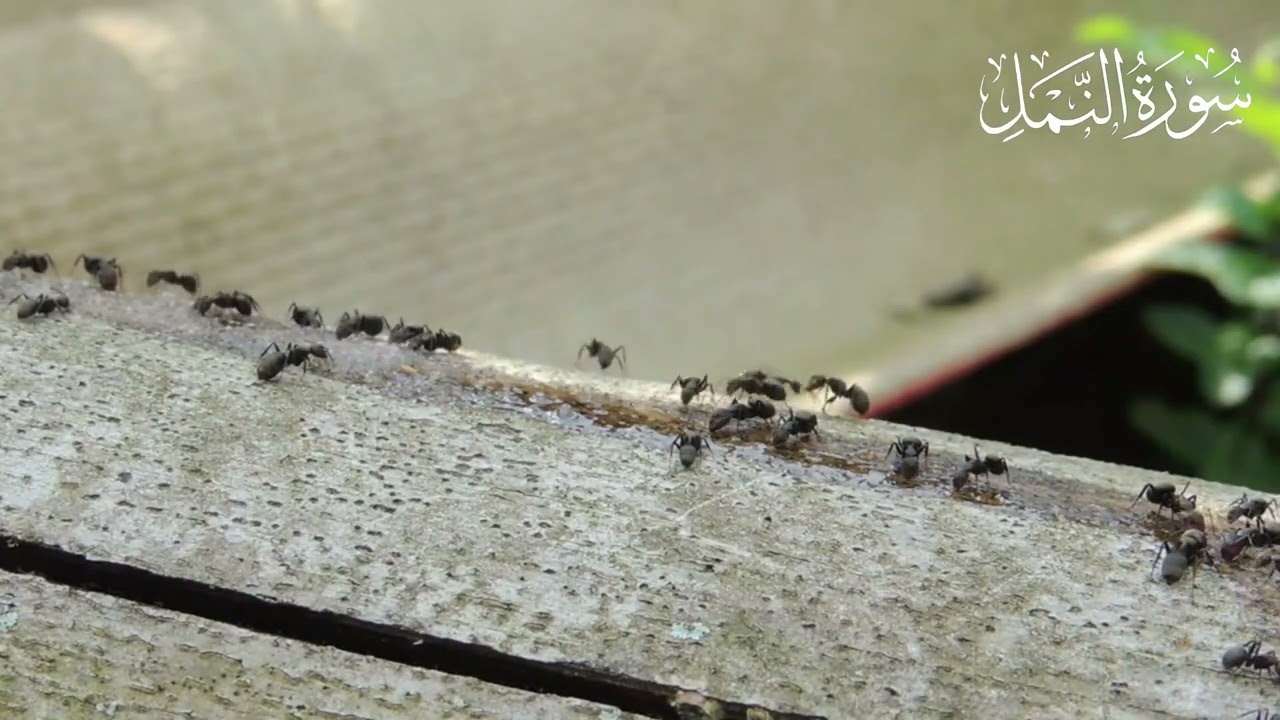 سورة النمل بصوت الشيخ سعود الشريم