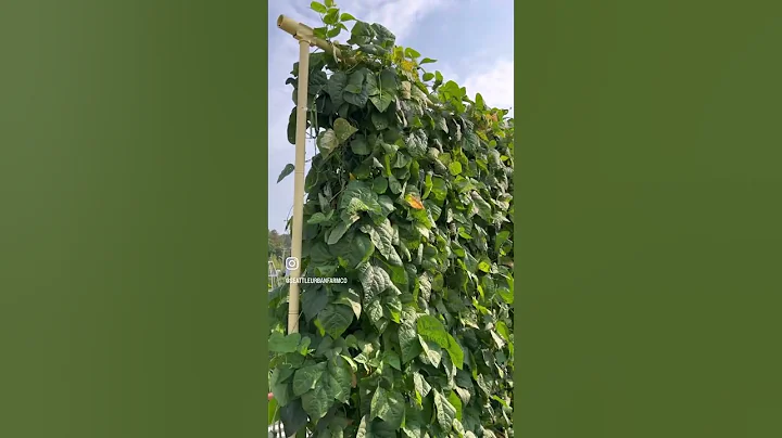 Growing pole beans on a Freyr trellis - DayDayNews