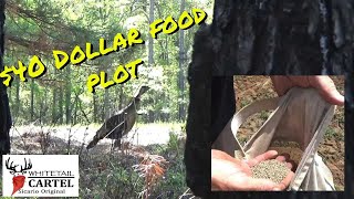 Plant A CHEAP Food Plot For Turkeys!!! ( & Doves & Quail )