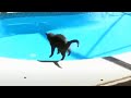 Animals Getting Scared Over Nothing 😂 [Funny Pets]