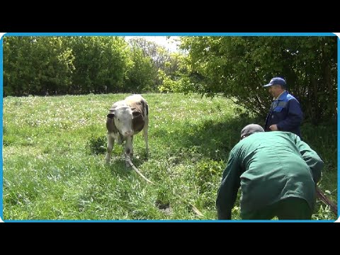 Сдали последнего быка, результат удивил, жизнь в деревне