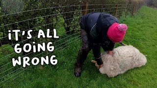 It’s all going wrong - Lambing day 8