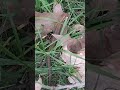 Mauereidechse #reptil #wildlife #reptielen #eidechse #natur #shorts #tier #tiervideo #animal