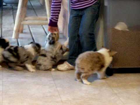 Toy Australian Shepherd puppies for sale