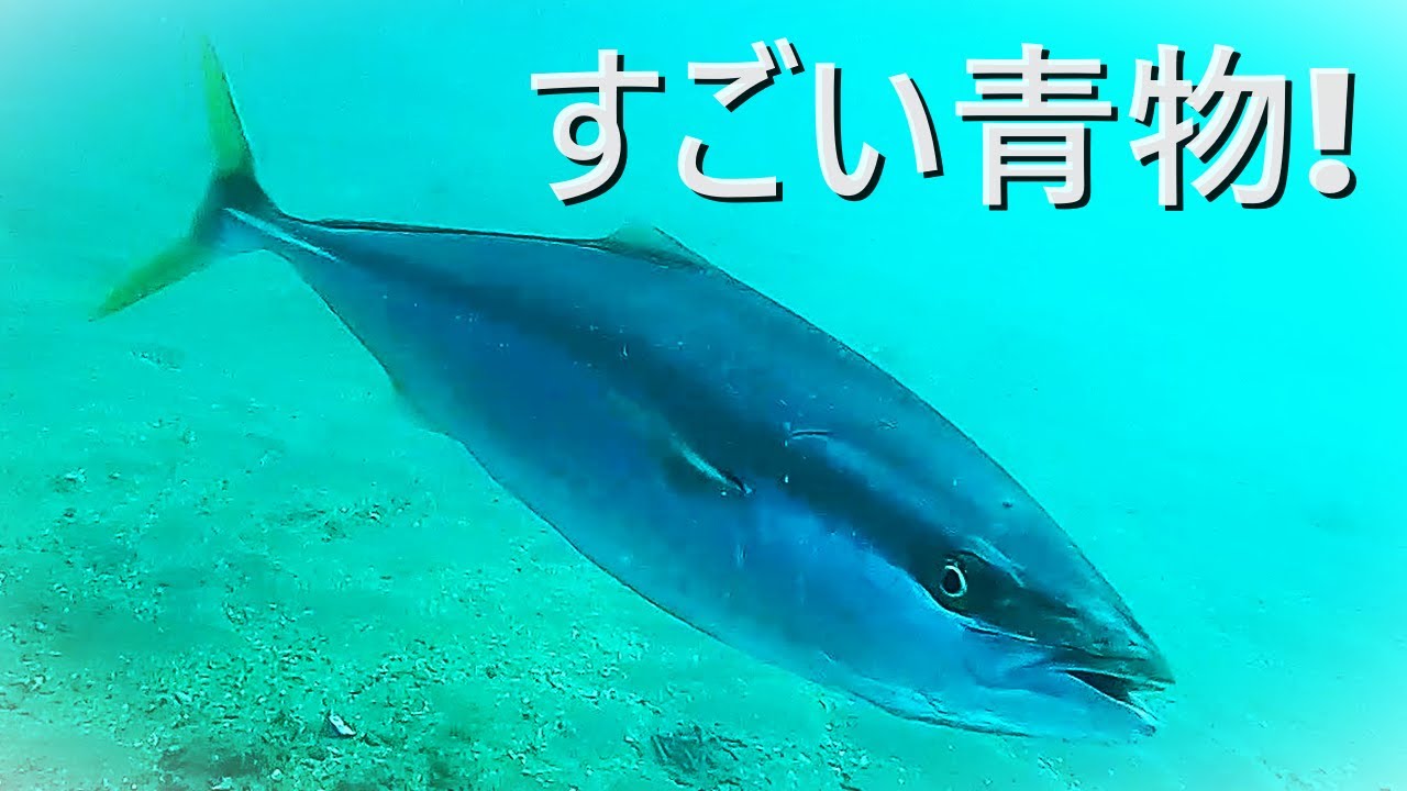 驚きのハマチ！冬目前に多くの青物　とっとパークの水中映像