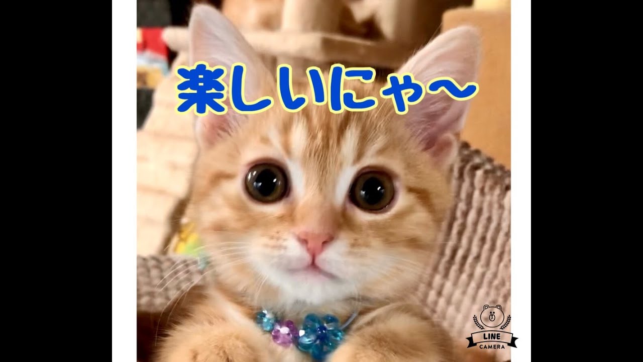 マンチカン子猫 まんちの樹のかわいい猫munchkin タワーは楽しいにゃ Youtube
