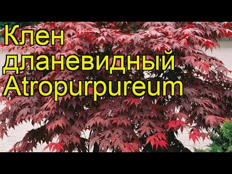 Видео: Зелен клен (18 снимки): описание на листата и преглед на сортовете, характеристики на засаждане и грижи