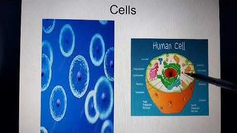 EL 306 Unit 1 Physiological  systems of human  body by Ruchi mem GPC Pali