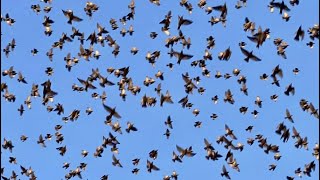 Why Birds Have Been Falling From The Sky Around The World | Decoding Bird Mass Mortality Events