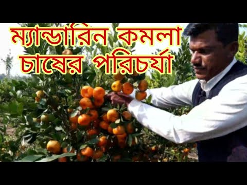 ভিডিও: ম্যান্ডারিন