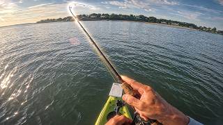 Will the arrival of this fish turn on the bite in the Sound?