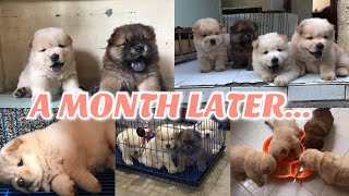 WATCH OUR CHOWCHOW PUPPIES GROW | 1 MONTH OLD