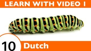 ⁣Learn Dutch with Video - Oh, What a Tangled Web We Weave, When We Teach Dutch Insect Vocabulary!