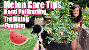 Watermelon & Cantaloupe Care Tips - Hand Pollinating,Trellising & Pruning 🍉🐝✂️