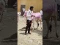 May 12, 2024🐄🐂 Bull,bail&amp; cow market in kashti maharashtra India
