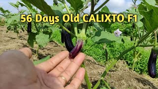 56 Days Old Calixto F1: Growth Journey and Care Tips! #gardening #eggplant #talong #vegetables