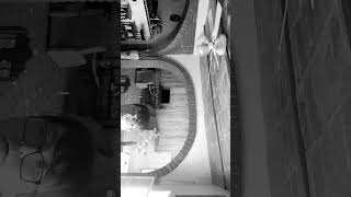 Looney Tunes Bosko The Talk Ink Kid 1929 On Public Domain Recreation Lip Sync