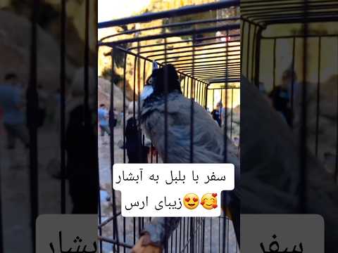 سفر با بلبل به شهر مرزی جلفا ارس آبشار زیبای آسیاب خرابه طبیعت Birds Nature سفر  سفر با بلبل به شهر مرزی جلفا ارس آبشار زیبای آسیاب خرابه طبیعت Birds Nature سفر