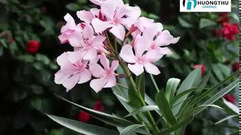 Cây Trúc đào - Cây hoa đẹp, dễ gây ngộ độc