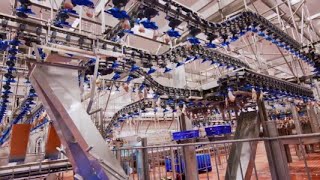 Discover the Future: Fully Automated Poultry Slaughterhouse Line
