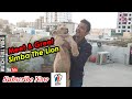 Lion Cub Bottle Feed and Playing | Fiesta Movement | PBI Official