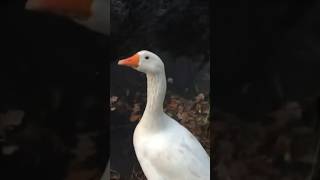 Duck Attack