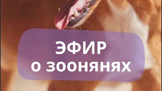 Эфир о профессии зооняни с Алиной Мироновой