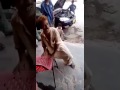 Pakistani Best Funny Dane Pe Dana Song in Sindhi