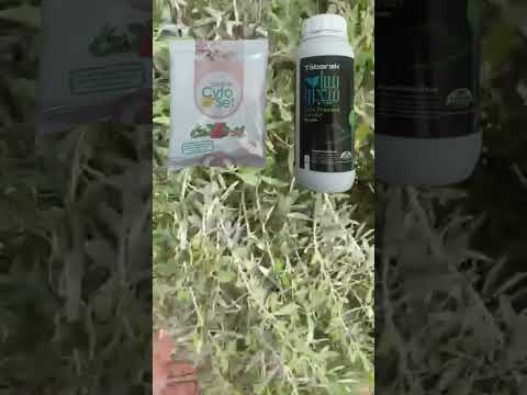 نتائج مذهلة لرش سياميجرو تبارك سيتوسيت على أشجار الزيتون أثناء العقد والتزهير م ربيع السيد 