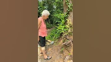 Sri Lanka,ශ්‍රී ලංකා,Ceylon,Python Molorus, පිඹුරා (Pimbura), Upset