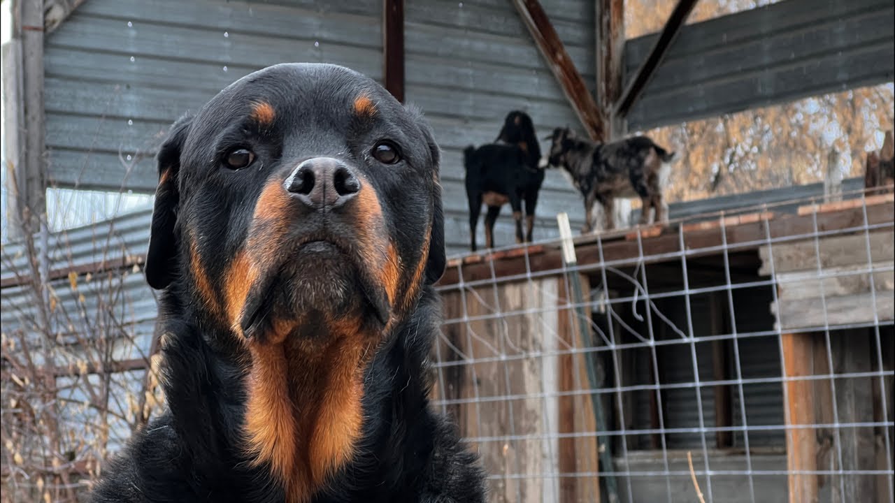 Rottweiler Night Playtime Routine - YouTube